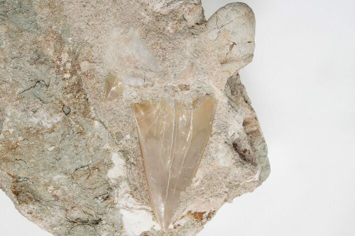 Otodus Shark Tooth Fossil in Rock - Eocene #201171